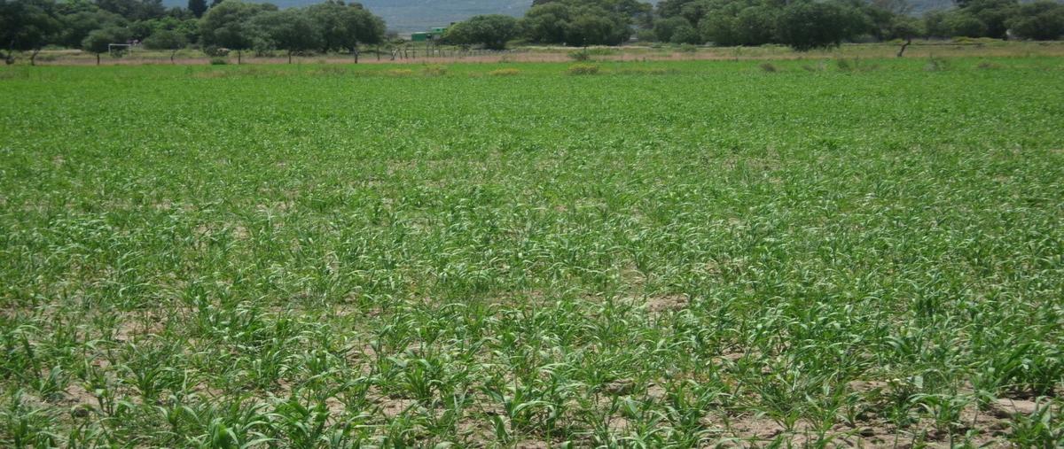 Foto de terreno habitacional en venta en  , otumba de gómez farias, otumba, méxico, 0 No. 03