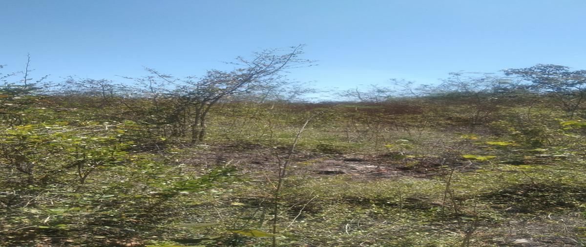 Foto de terreno habitacional en venta en oxcum whi294952, oxcum, umán, yucatán, 26222054 No. 04