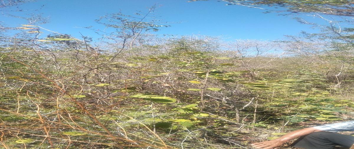 Foto de terreno habitacional en venta en oxcum whi294952, oxcum, umán, yucatán, 26222054 No. 05