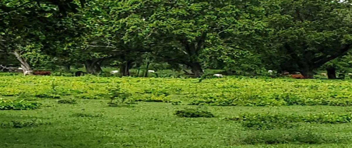 Foto de rancho en , ozuluama de mascareñas, ozuluama de mascareñas, veracruz de ignacio de la llave, 18780946 foto 01 Foto de rancho en venta en , ozuluama de mascareñas, ozuluama de mascareñas, veracruz de ignacio de la llave, 18780946 No. 01