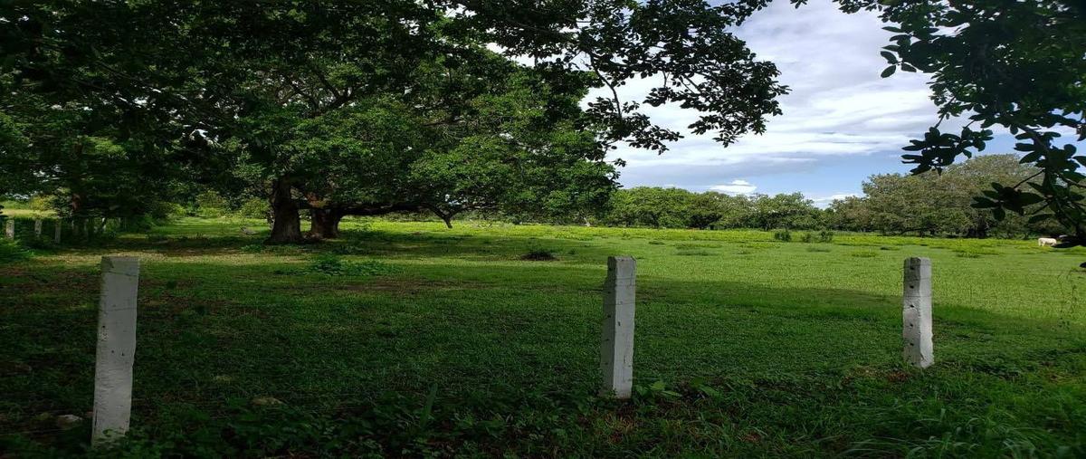 Foto de rancho en , ozuluama de mascareñas, ozuluama de mascareñas, veracruz de ignacio de la llave, 18780946 foto 03 Foto de rancho en venta en , ozuluama de mascareñas, ozuluama de mascareñas, veracruz de ignacio de la llave, 18780946 No. 03