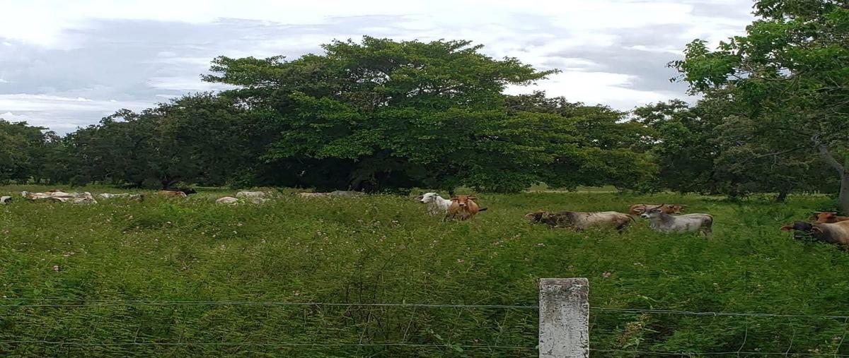 Foto de rancho en , ozuluama de mascareñas, ozuluama de mascareñas, veracruz de ignacio de la llave, 18780946 foto 04 Foto de rancho en venta en , ozuluama de mascareñas, ozuluama de mascareñas, veracruz de ignacio de la llave, 18780946 No. 04