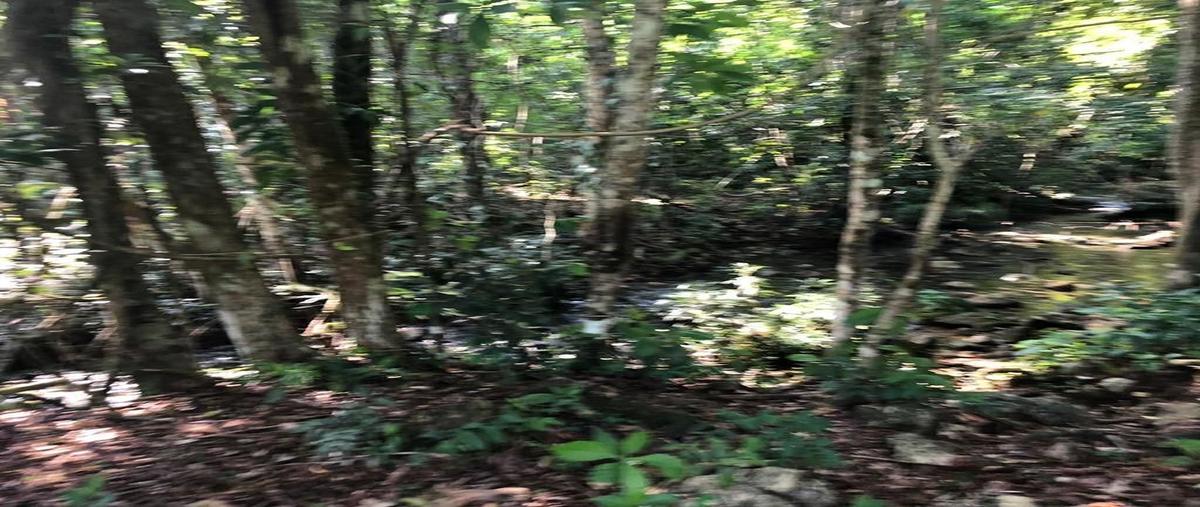 Foto de terreno habitacional en venta en  , palenque centro, palenque, chiapas, 26913461 No. 05