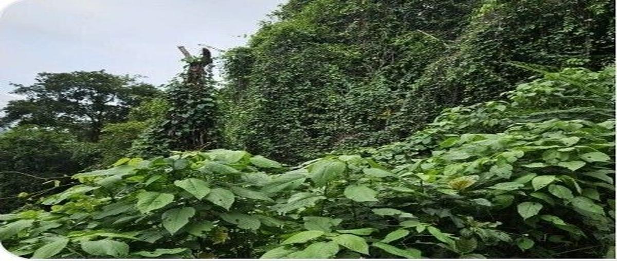 Foto de terreno comercial en palenque , palenque centro, palenque, chiapas, 0 foto 01 Foto de terreno comercial en venta en palenque , palenque centro, palenque, chiapas, 0 No. 01