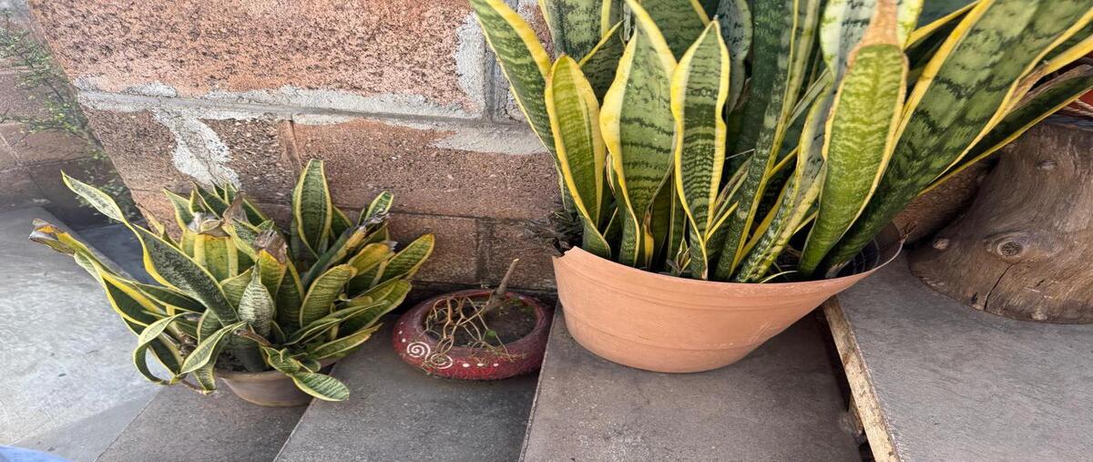 Foto de departamento en venta en palma real norte , rinconada palmira, jiutepec, morelos, 0 No. 03