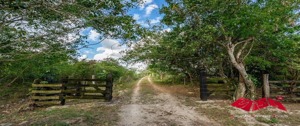 Foto de rancho en , panaba, panabá, yucatán, 28074546 foto 02 Foto de rancho en venta en , panaba, panabá, yucatán, 28074546 No. 02