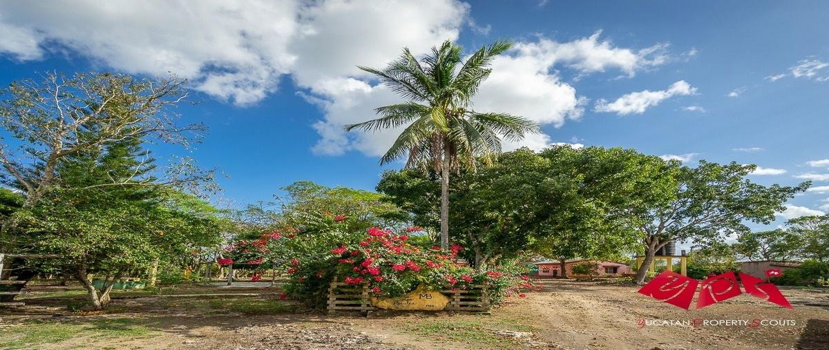 Foto de rancho en , panaba, panabá, yucatán, 28074546 foto 04 Foto de rancho en venta en , panaba, panabá, yucatán, 28074546 No. 04