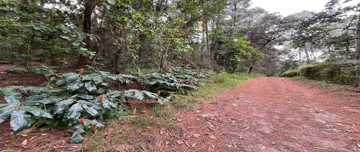 Foto de terreno industrial en paraje mesa de jaímes , mesa de jaimes, valle de bravo, méxico, 29443885 foto 03 Foto de terreno industrial en venta en paraje mesa de jaímes , mesa de jaimes, valle de bravo, méxico, 29443885 No. 03