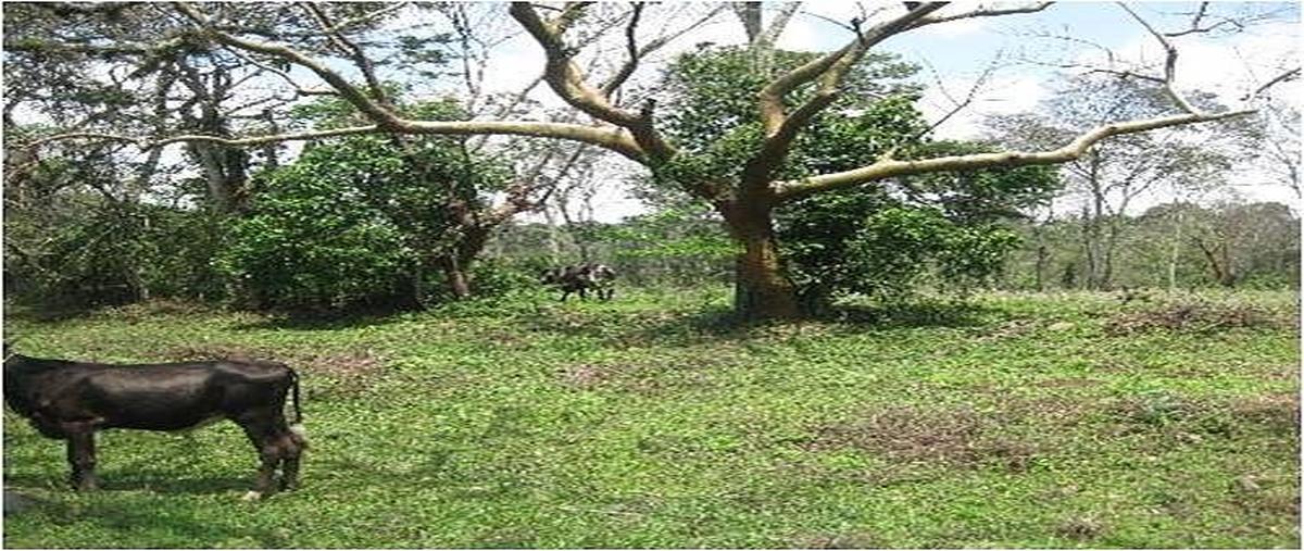 Foto de terreno comercial en venta en  , paraje nuevo centro, amatlán de los reyes, veracruz de ignacio de la llave, 0 No. 05