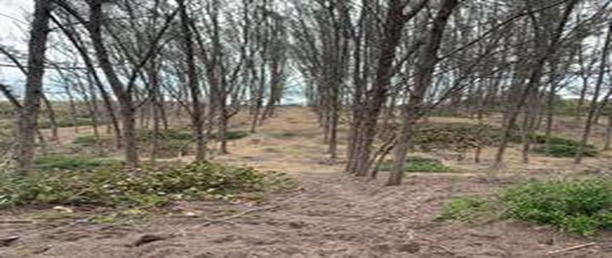 Foto de terreno habitacional en venta en parcela 16 (ejido la brisa) , ciudad cuauhtémoc, pueblo viejo, veracruz de ignacio de la llave, 14991318 No. 05