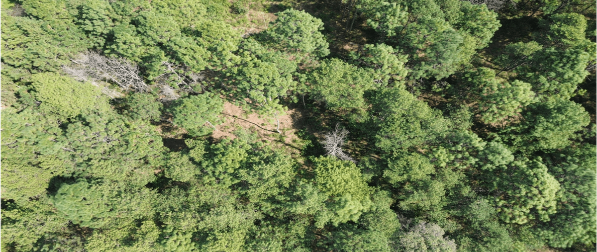 Foto de terreno habitacional en parcela numero 46 z-2 p1/4, plutarco elías calles (copándaro), salvador escalante, michoacán de ocampo, 0 foto 03 Foto de terreno habitacional en venta en parcela numero 46 z-2 p1/4, plutarco elías calles (copándaro), salvador escalante, michoacán de ocampo, 0 No. 03