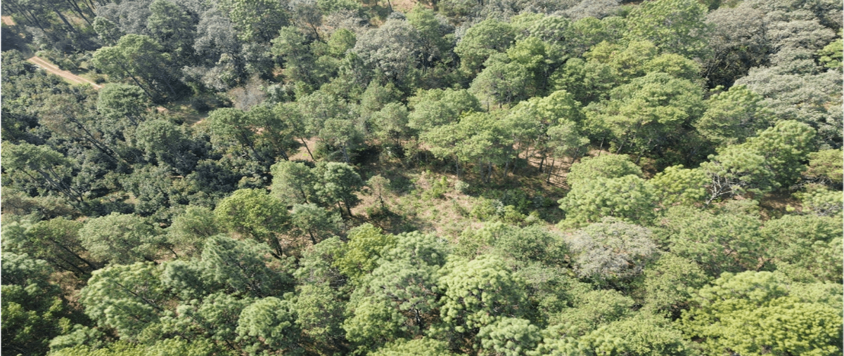 Foto de terreno habitacional en parcela numero 46 z-2 p1/4, plutarco elías calles (copándaro), salvador escalante, michoacán de ocampo, 0 foto 04 Foto de terreno habitacional en venta en parcela numero 46 z-2 p1/4, plutarco elías calles (copándaro), salvador escalante, michoacán de ocampo, 0 No. 04