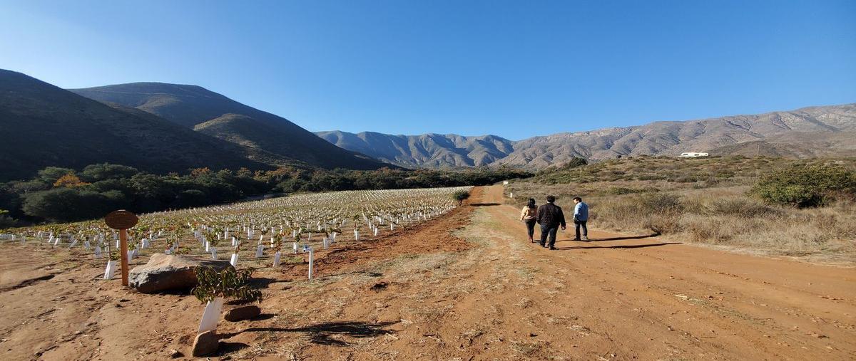 Foto de rancho en renta en parecel 6 , ensenada centro, ensenada, baja california, 25852283 No. 05