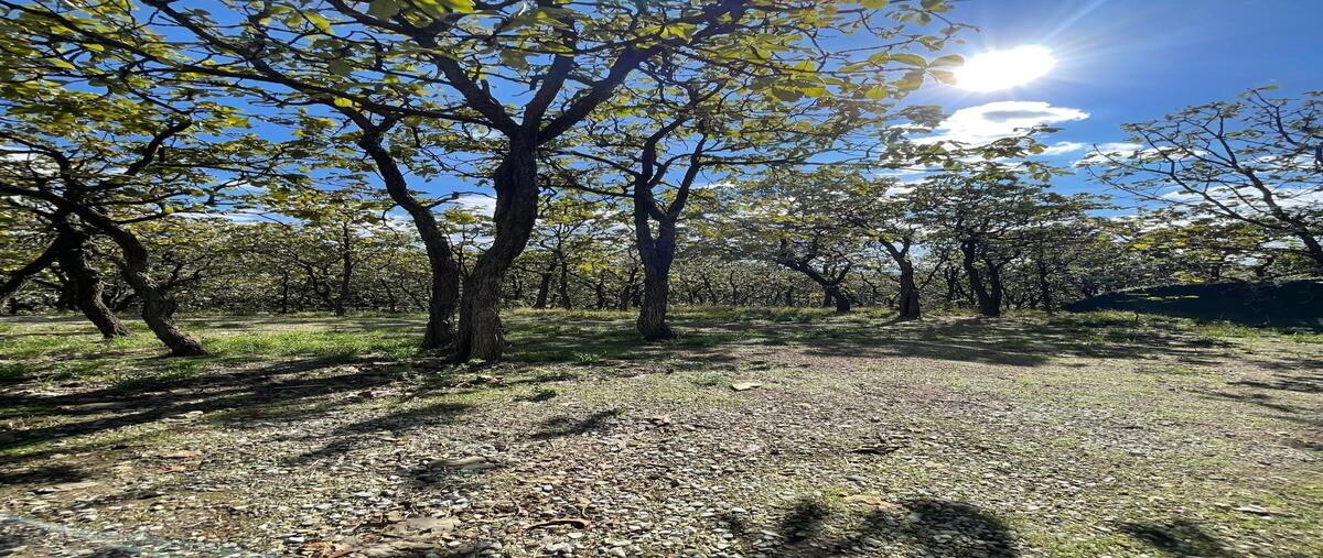 Foto de terreno habitacional en paseo de la alpaca , bugambilias country, zapopan, jalisco, 0 foto 02 Foto de terreno habitacional en venta en paseo de la alpaca , bugambilias country, zapopan, jalisco, 0 No. 02