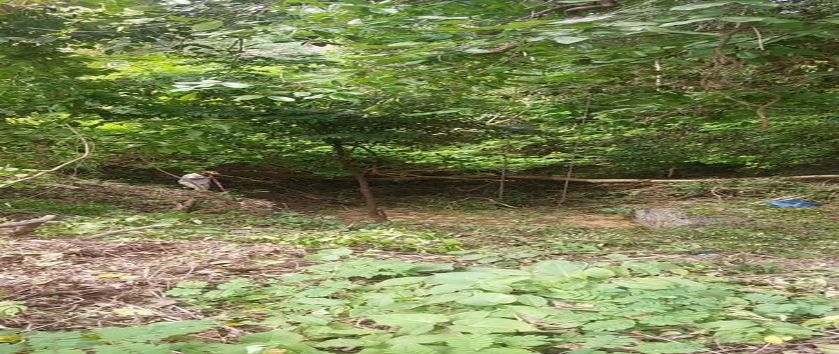 Foto de terreno habitacional en venta en paseo de la roca , ixtapa, zihuatanejo de azueta, guerrero, 0 No. 03