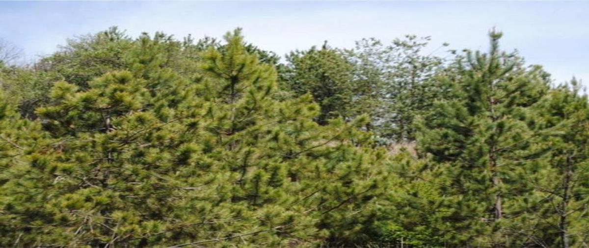 Foto de terreno habitacional en venta en paseo del mirador , san antonio, tapalpa, jalisco, 0 No. 05