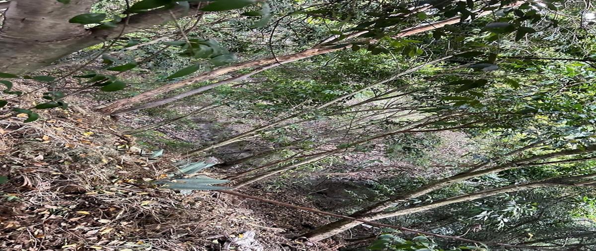 Foto de terreno habitacional en venta en paseo del palomar , el palomar secc bosques, tlajomulco de zúñiga, jalisco, 0 No. 05