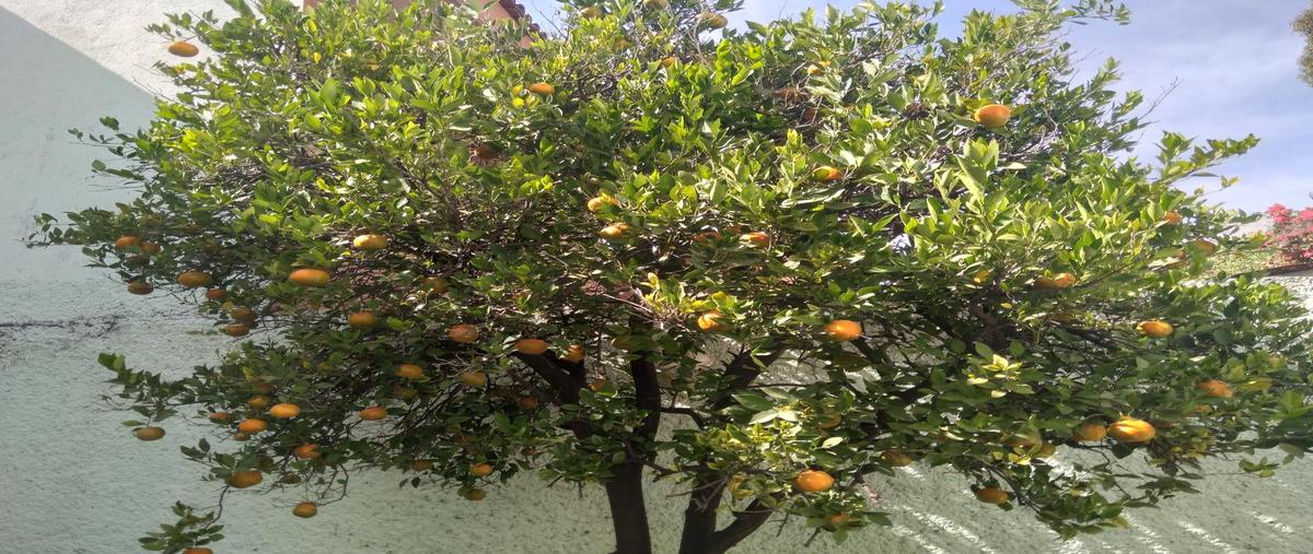 Foto de casa en renta en  , pathé, querétaro, querétaro, 0 No. 05