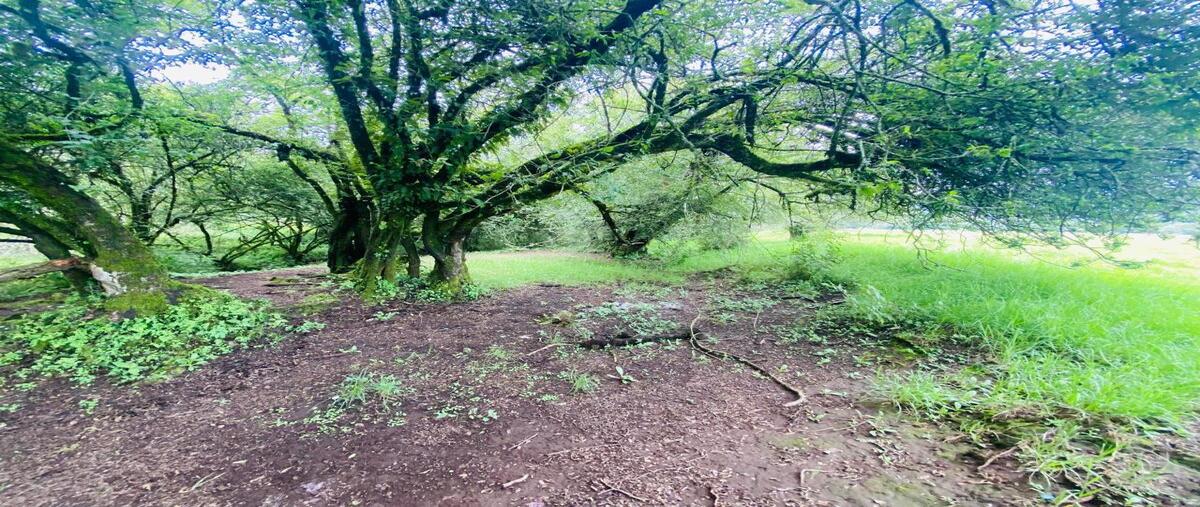 Foto de terreno habitacional en pedregal , santo tomás el pedregal, valle de bravo, méxico, 28415047 foto 03 Foto de terreno habitacional en venta en pedregal , santo tomás el pedregal, valle de bravo, méxico, 28415047 No. 03