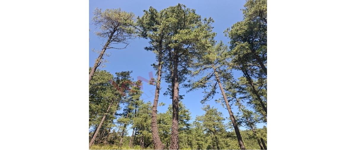 Foto de terreno habitacional en peñita de los pocitos , juanacatlan, tapalpa, jalisco, 30700935 foto 03 Foto de terreno habitacional en venta en peñita de los pocitos , juanacatlan, tapalpa, jalisco, 30700935 No. 03