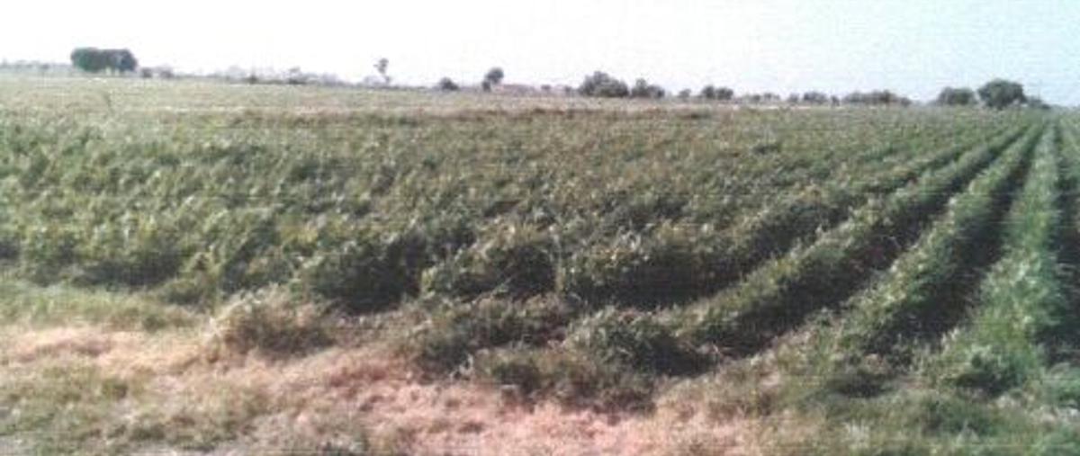 Foto de terreno habitacional en venta en perico de conejo , la virgen, salamanca, guanajuato, 3851224 No. 01