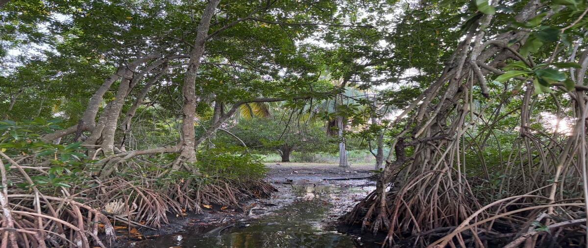 Foto de terreno comercial en venta en  , pesquería boca del cielo, tonalá, chiapas, 0 No. 03