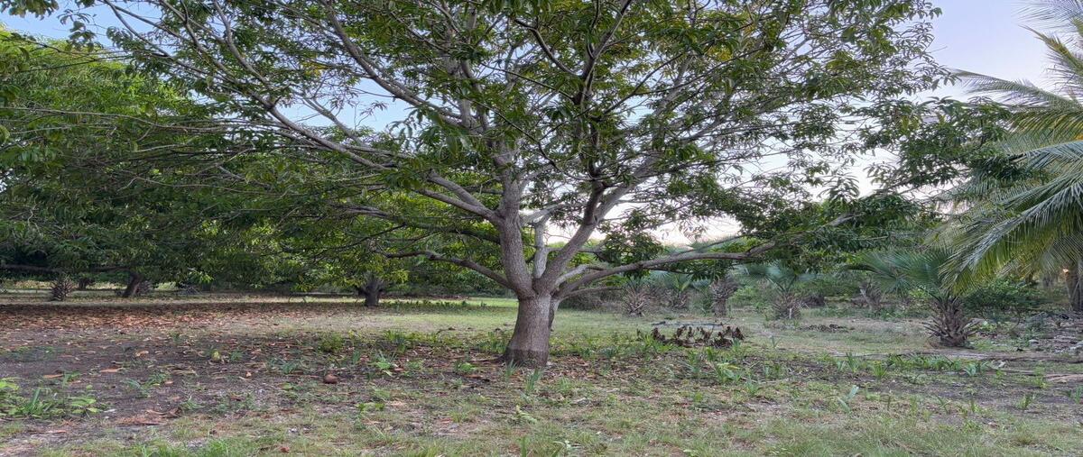 Foto de terreno comercial en venta en  , pesquería boca del cielo, tonalá, chiapas, 0 No. 05