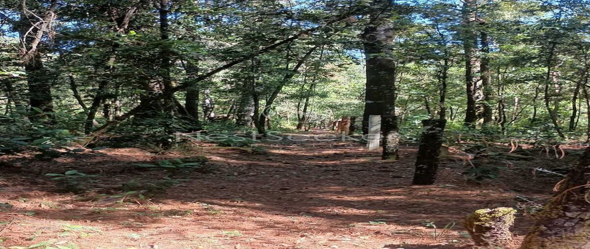 Foto de terreno habitacional en venta en  , pinal del marquesado, otzoloapan, méxico, 26169474 No. 04