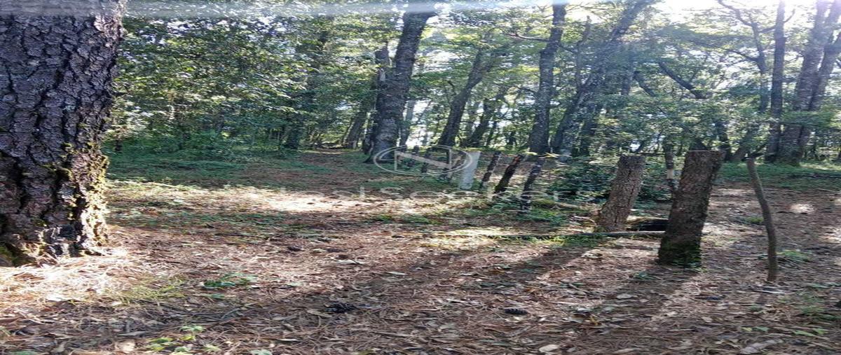 Foto de terreno habitacional en venta en  , pinal del marquesado, otzoloapan, méxico, 26169474 No. 05