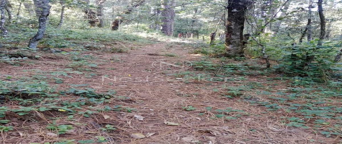 Foto de terreno habitacional en venta en  , pinal del marquesado, otzoloapan, méxico, 26169474 No. 06