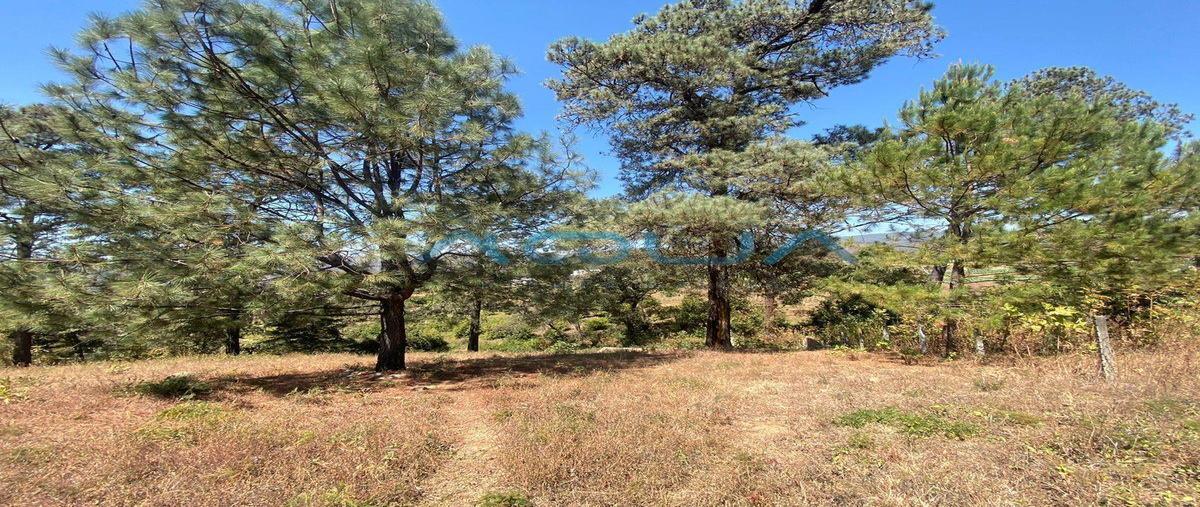 Foto de terreno habitacional en venta en  , pipioltepec, valle de bravo, méxico, 0 No. 05