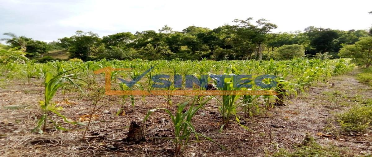 Foto de terreno habitacional en , pital mozutla, papantla, veracruz de ignacio de la llave, 0 foto 02 Foto de terreno habitacional en venta en , pital mozutla, papantla, veracruz de ignacio de la llave, 0 No. 02