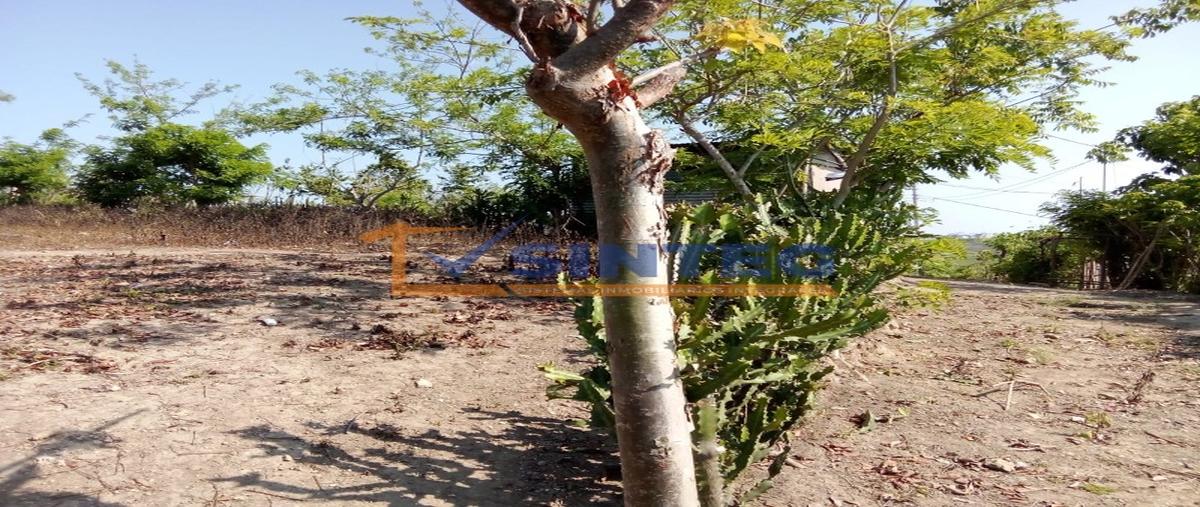 Foto de terreno habitacional en venta en  , pital mozutla, papantla, veracruz de ignacio de la llave, 30132216 No. 05