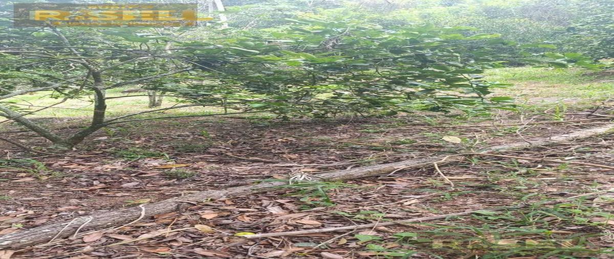 Foto de terreno habitacional en venta en  , plan chico, emiliano zapata, veracruz de ignacio de la llave, 0 No. 03