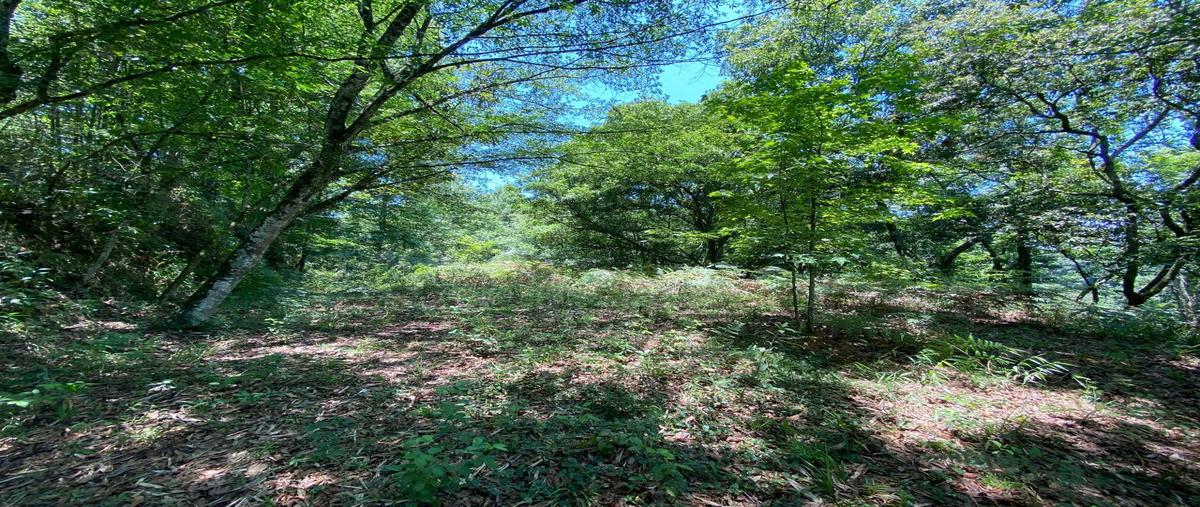 Foto de terreno habitacional en venta en  , plan de la cruz, coatepec, veracruz de ignacio de la llave, 6708560 No. 05