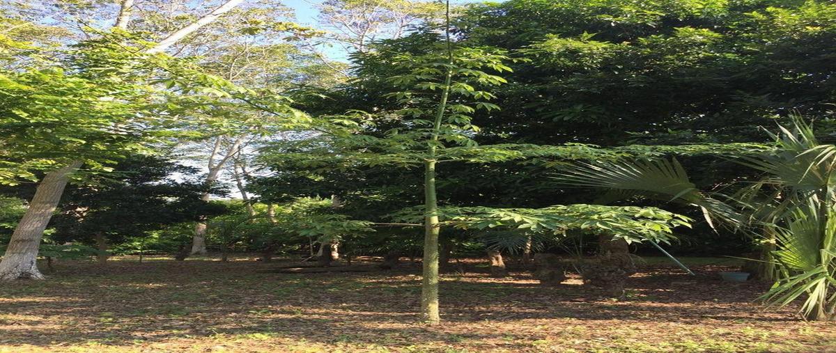 Foto de terreno habitacional en venta en  , plátano y cacao, centro, tabasco, 0 No. 04