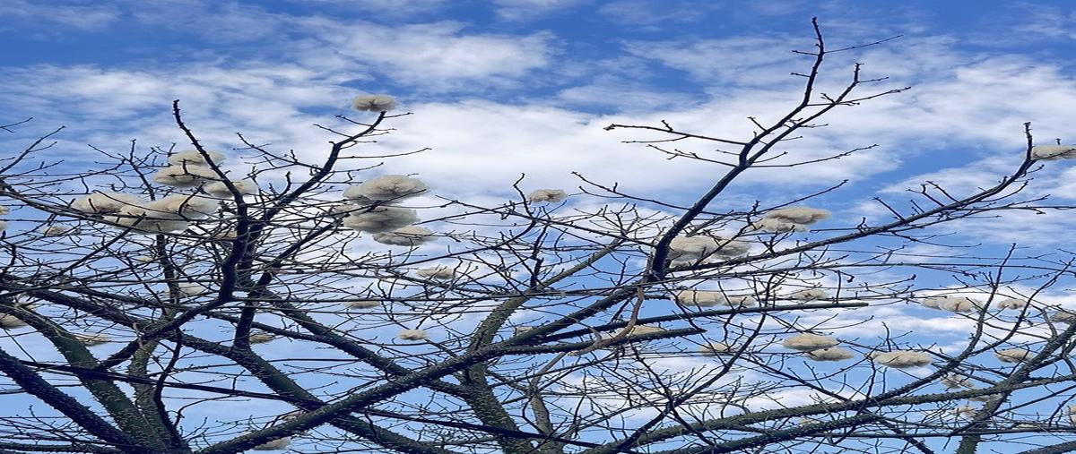 Foto de casa en venta en plateros , jardines del country, guadalajara, jalisco, 30936253 No. 05