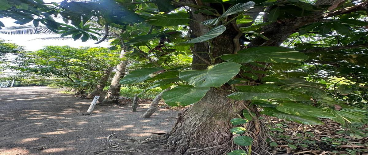Foto de terreno habitacional en , playa de vacas, medellín de bravo, veracruz de ignacio de la llave, 30301183 foto 03 Foto de terreno habitacional en venta en , playa de vacas, medellín de bravo, veracruz de ignacio de la llave, 30301183 No. 03