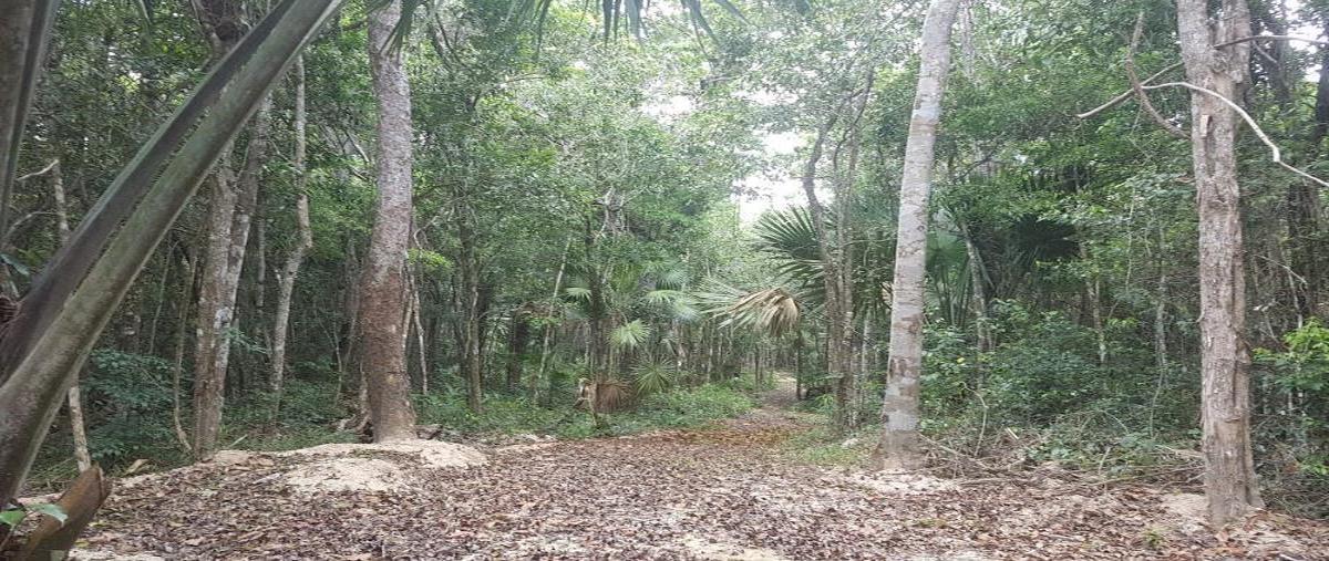 Foto de terreno habitacional en , playa del carmen, solidaridad, quintana roo, 0 foto 05 Foto de terreno habitacional en venta en , playa del carmen, solidaridad, quintana roo, 0 No. 05