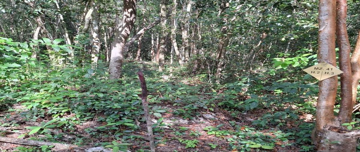 Foto de terreno habitacional en venta en  , playa del carmen, solidaridad, quintana roo, 30192547 No. 04