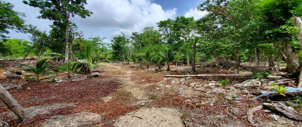 Foto de terreno habitacional en , playa del carmen, solidaridad, quintana roo, 30401120 foto 01 Foto de terreno habitacional en venta en , playa del carmen, solidaridad, quintana roo, 30401120 No. 01