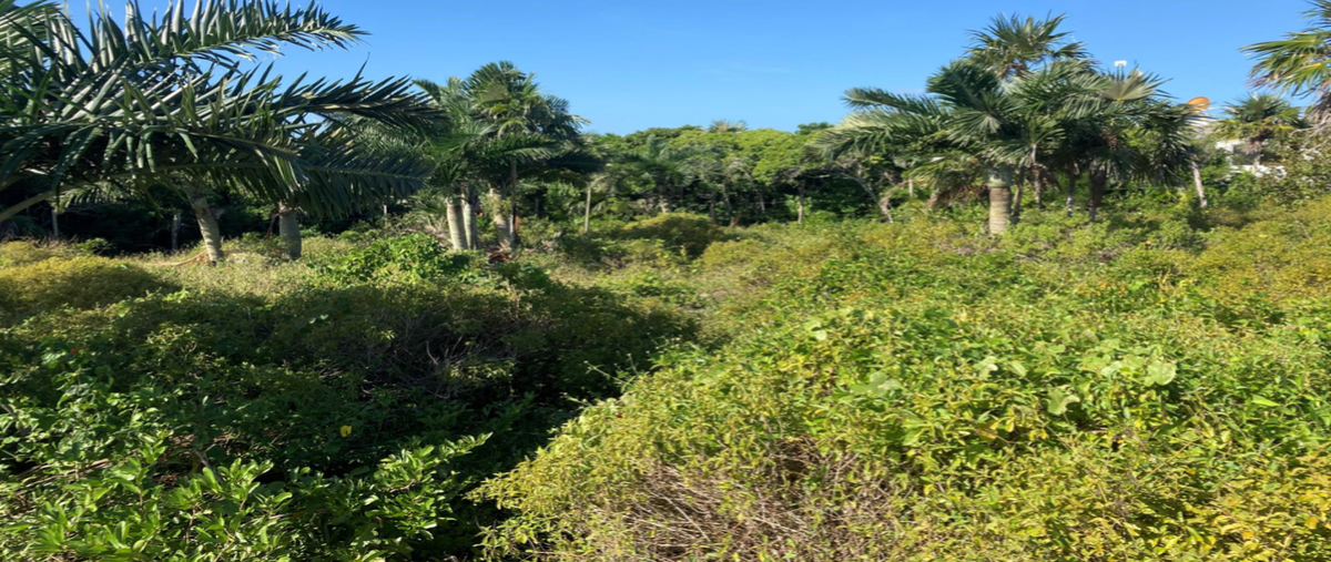 Foto de terreno habitacional en playa , el cuyo, tizimín, yucatán, 0 foto 04 Foto de terreno habitacional en venta en playa , el cuyo, tizimín, yucatán, 0 No. 04