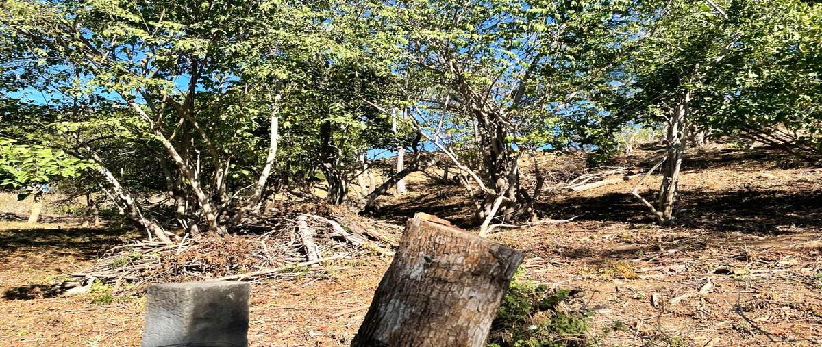Foto de terreno habitacional en venta en  , playa zipolite, san pedro pochutla, oaxaca, 0 No. 04