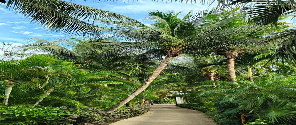 Foto de departamento en venta en predio el limonar fraccion , playa del carmen, solidaridad, quintana roo, 0 No. 03