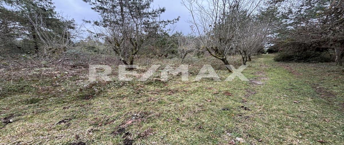 Foto de terreno habitacional en venta en predio los manzanos lote 1 de 10 , venta chica, huauchinango, puebla, 30867182 No. 04