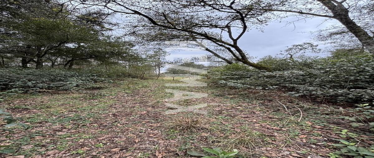 Foto de terreno habitacional en venta en predio los manzanos lote 1 de 10 , venta chica, huauchinango, puebla, 30867182 No. 05