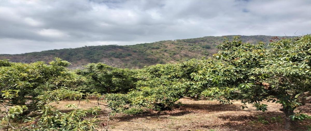 Foto de rancho en venta en predio rustico , san antonio, tepic, nayarit, 0 No. 01