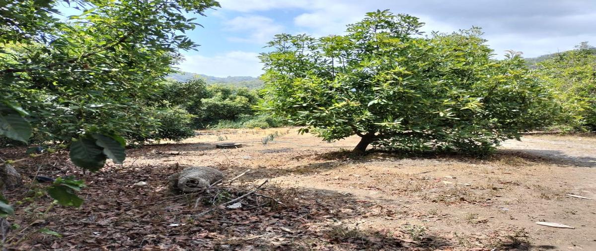 Foto de rancho en venta en predio rustico , san antonio, tepic, nayarit, 0 No. 04