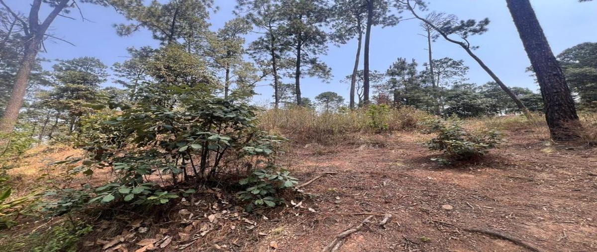 Foto de terreno habitacional en venta en principal 0, cerro colorado, valle de bravo, méxico, 28158467 No. 03