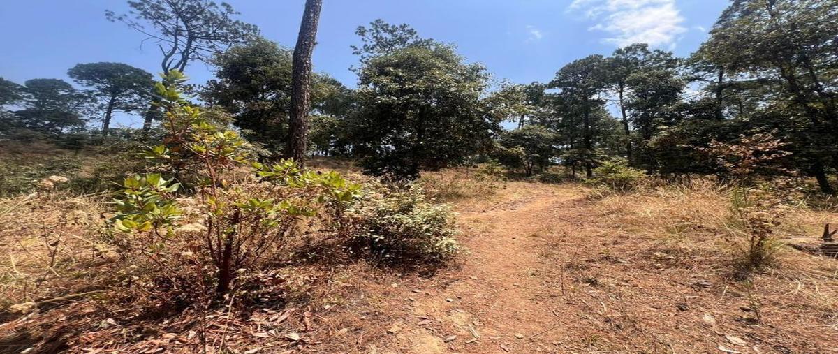 Foto de terreno habitacional en venta en principal 0, cerro colorado, valle de bravo, méxico, 28158467 No. 05